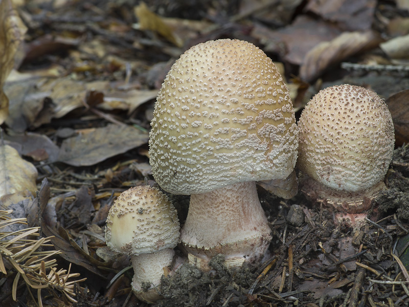 Amanita rubescens